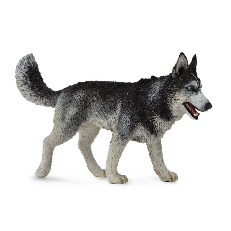 CollectA Siberian Husky Figure (Large)