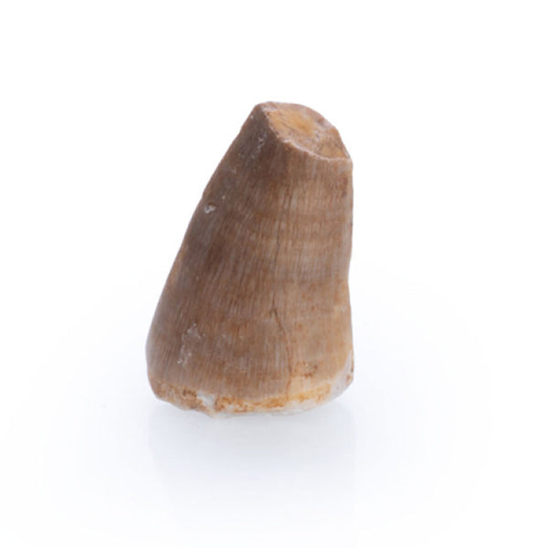 Prehistoric Mosasaur Tooth